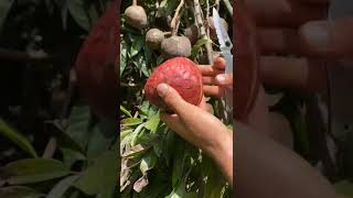 Annona reticulata fruit fruit shorts trending viral [upl. by Anders]