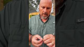 PLUMERIA SEED GERMINATION Easiest Technique [upl. by Ahrens]