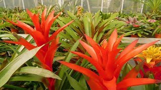 BEAUTIFUL Bromeliads Worlds Most Spectacular Plants episode 10 of 14 [upl. by Aicirtel144]