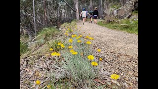 Alpine Wildflower Walks [upl. by Rabkin647]