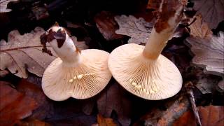 Lactarius chrysorrheus le Lactaire à lait doré ou à lait jaune [upl. by Annairb]