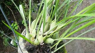 Tanam 2 Anggrek di sabut kelapa  maxillaria tenuifolia amp dendrobium anosmum [upl. by Ayaet]