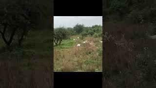 ALBINO DEERS  INDIA  deer india shorts safari [upl. by Daisey378]