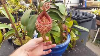 Extreme Nepenthes Pitchers [upl. by Katerina255]