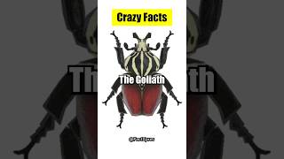 🦗💪 The Mighty Goliath Beetle Exploring the Worlds Largest Insect goliathbeetle insectsuperpower [upl. by Grati]