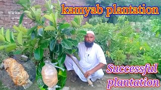 kamyab plantation successful plantation shehraz gardening ideas for home imtiaz mali [upl. by Ilecara177]