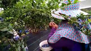 FRESH DARI LADANG  Kerja di Australia  Petik Blueberry [upl. by Rosenthal]