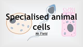 GCSE Biology 02  Specialised animal cells [upl. by Taimi643]