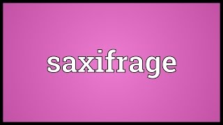 Saxifrage Meaning [upl. by Eylatan801]