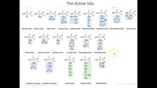 Lecture 7B SetUp for Chymotrypsin Enzymatic Mechanism [upl. by Mccormac]