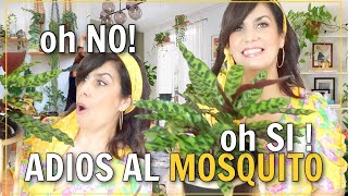 oh NOOO TENGO MOSQUITOS EN CASA COMO ELIMINARLOS DE TUS PLANTAS Cuidados de EMERGENCIA 🆘 plantcare [upl. by Adaiha]