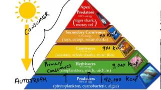 Energy Pyramid [upl. by Kciv]