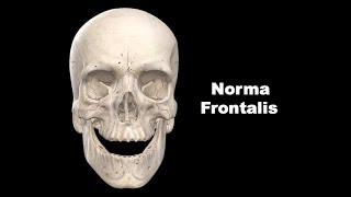 Norma Frontalis Anatomy mbbs bds education [upl. by Anai929]