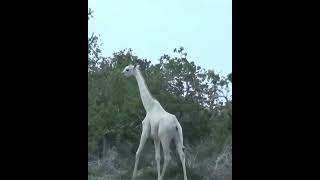 the Rare Albino Giraffe A Fascinating and Mysterious Animalshorts [upl. by Zendah]