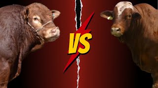 Limousin Versus Beefmaster [upl. by Delphine31]