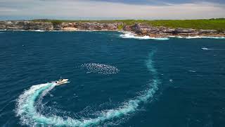 Sydney Maroubra Malabar Whale Watching [upl. by Airetnuhs]