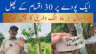 ایک پودے پر 30 اقسام کے پھل  citrus par different type ki grafting kar ky plant tyar Karin [upl. by Mavra392]