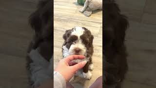 Australian Labradoodle Puppies for sale [upl. by Zeeba992]