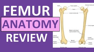 Femur Bone Anatomy Lecture and Landmark Markings [upl. by Davin]