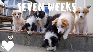 Day in the life with seven week old border collie puppies [upl. by Alesig836]