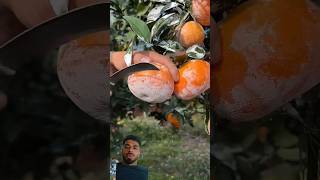 Juicy oranges🍊😍 fruit satisfying orange oddlysatisfying fruitcutting orangejuice shorts [upl. by Ettecul648]