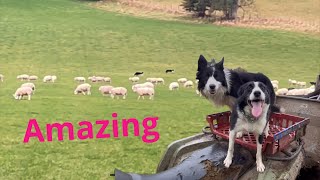 Two brilliant border collie sheepdogs working as a team [upl. by Ennairol]