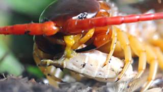 Feeding a Scolopendra dehaani [upl. by Hamlani]