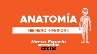 PARALELO DE ANATOMÍA MIEMBRO INFERIOR II [upl. by Stanwin851]