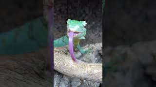 Feeding Basil the Tree Monitor BLUE HORNWORM CATERPILLARS VERY JUICY Varanus prasinus shorts [upl. by Narej]