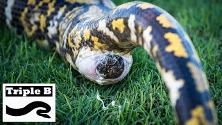 Reticulated Python has a massive bowel movement [upl. by Nelon]