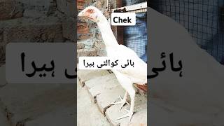 Heera Aseel kingaseel pigeon birds shortvideo virelshorts oshamo [upl. by Agnella]