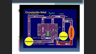 TEO35M1CARDIOLOGIACARDIOPATIA CONGENITAS CIANOTICAS Y ACIANOTICAS [upl. by Llert]