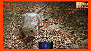 Repellent sounds and noises against mice rats and other rodents  3 hours of loud ultrasonic sound [upl. by Elram]