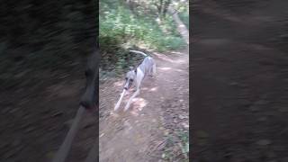 Whippet Dogs Jungle Run [upl. by Kirat]