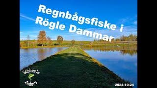 Regnbågsfiske Rögle Dammar 20241024 [upl. by Pravit]