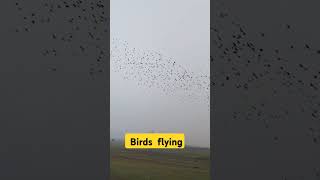 Birds flying ❤️birds birdslover birdsounds youtube shots shortvideo shortsfeed viralvideo [upl. by Estell]