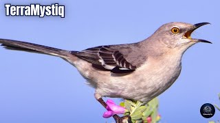 Sonidos de Cenzontle  Cantos de Sinsonte  Pájaros cantando  Sonido de Animales [upl. by Aratahs]