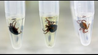 Identification of ticks by MALDITOF MS [upl. by Nason]