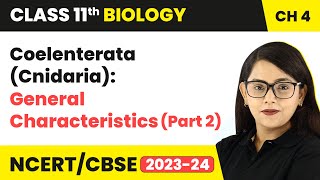 Coelenterata Cnidaria General Characteristics Part 2  Class 11 Biology Chapter 4  NCERTCBSE [upl. by Ileak]