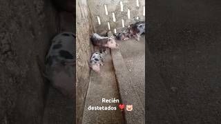 Lechones recién destetados ❣️🐷 [upl. by Ynaffets369]