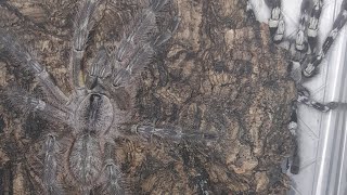 Poecilotheria regalis First Pairing [upl. by Gurias]