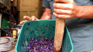 Dianella Tasmanica Seed Preparation Otway Flax Lily [upl. by Brittan]