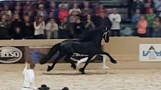 JURRE 495 Champion of all Friesian Stallions 2019 [upl. by Adnerad]