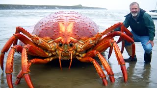 15 Most Dangerous Crustaceans In The World [upl. by Hakvir]