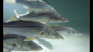 Baby Snook in Everglades City Florida [upl. by Anegue72]