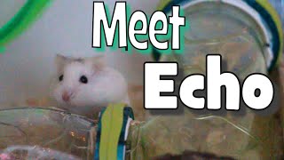 Meet Echo Robo Hamster [upl. by Elyl725]