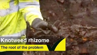 How to identify a Japanese knotweed rhizome [upl. by Orvil]