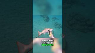 How to Master Spearfishing Tips for Hunting SNAPPERS shorts youtubeshorts spearfishing stlucia [upl. by Anoyi]