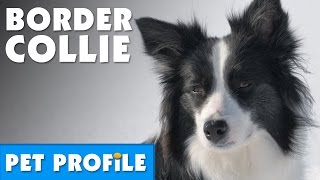 Border Collie Pet Profile  Bondi Vet [upl. by Karlen]