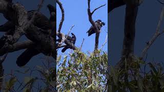 Red Tailed Black Cockatoo Trigg Bushland Reserve [upl. by Tabber]